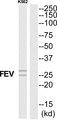 FEV / PET1 Antibody - Western blot analysis of extracts from K562 cells, using FEV antibody.