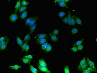 FEZ1 Antibody - Immunofluorescent analysis of HepG2 cells using FEZ1 Antibody at dilution of 1:100 and Alexa Fluor 488-congugated AffiniPure Goat Anti-Rabbit IgG(H+L)