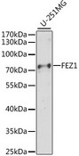FEZ1 Antibody - Western blot analysis of extracts of U-251MG cells, using FEZ1 antibody at 1:1000 dilution. The secondary antibody used was an HRP Goat Anti-Rabbit IgG (H+L) at 1:10000 dilution. Lysates were loaded 25ug per lane and 3% nonfat dry milk in TBST was used for blocking. An ECL Kit was used for detection and the exposure time was 30s.