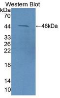 FEZ2 Antibody - Western Blot; Sample: Recombinant protein.