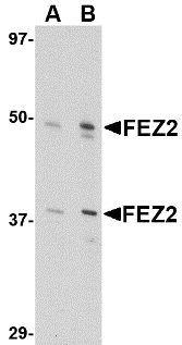 FEZ2 Antibody - Western blot of FEZ2 in 3T3 cell lysate with FEZ2 antibody at (A) 0.5, and (B) 1 ug/ml.