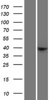 FEZ2 Protein - Western validation with an anti-DDK antibody * L: Control HEK293 lysate R: Over-expression lysate