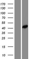 FEZ2 Protein - Western validation with an anti-DDK antibody * L: Control HEK293 lysate R: Over-expression lysate