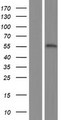 FEZF1 / FEZ Protein - Western validation with an anti-DDK antibody * L: Control HEK293 lysate R: Over-expression lysate