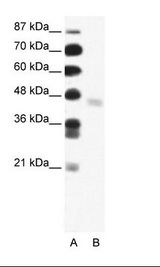 FEZL / FEZF2 Antibody - A: Marker, B: Jurkat Cell Lysate.  This image was taken for the unconjugated form of this product. Other forms have not been tested.