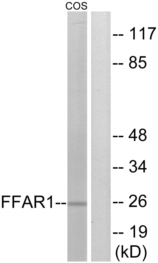 FFAR1 / GPR40 Antibody - Western blot analysis of lysates from COS7 cells, treated with forskolin 40nM 30', using FFAR1 Antibody. The lane on the right is blocked with the synthesized peptide.