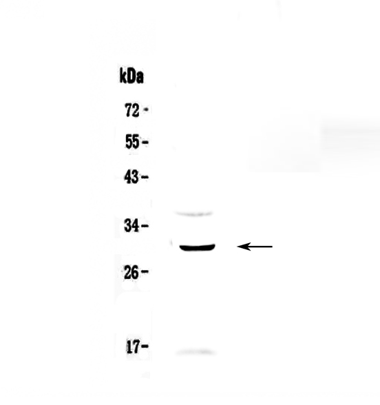 FFAR1 / GPR40 Antibody - Western blot - Anti-GPCR GPR40 Picoband antibody