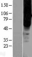 FFAR2 / GPR43 Protein - Western validation with an anti-DDK antibody * L: Control HEK293 lysate R: Over-expression lysate