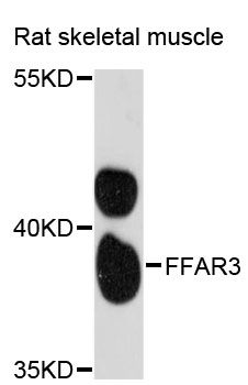 FFAR3 / GPR41 Antibody - Western blot analysis of extracts of rat skeletal muscle, using FFAR3 antibody at 1:3000 dilution. The secondary antibody used was an HRP Goat Anti-Rabbit IgG (H+L) at 1:10000 dilution. Lysates were loaded 25ug per lane and 3% nonfat dry milk in TBST was used for blocking. An ECL Kit was used for detection and the exposure time was 60s.