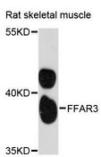 FFAR3 / GPR41 Antibody - Western blot analysis of extracts of rat skeletal muscle, using FFAR3 antibody at 1:3000 dilution. The secondary antibody used was an HRP Goat Anti-Rabbit IgG (H+L) at 1:10000 dilution. Lysates were loaded 25ug per lane and 3% nonfat dry milk in TBST was used for blocking. An ECL Kit was used for detection and the exposure time was 60s.