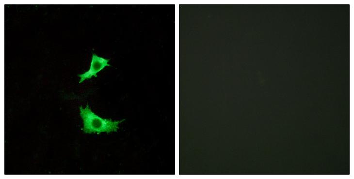 FFAR3 / GPR41 Antibody - Peptide - + Immunofluorescence analysis of LOVO cells, using FFAR3 antibody.