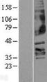 FFAR3 / GPR41 Protein - Western validation with an anti-DDK antibody * L: Control HEK293 lysate R: Over-expression lysate