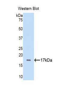 FGA / Fibrinogen Alpha Antibody - Western blot of recombinant Fibrinogen Alpha Chain / FGA. This image was taken for the unconjugated form of this product. Other forms have not been tested.