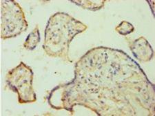 FGA / Fibrinogen Alpha Antibody - Immunohistochemistry of paraffin-embedded human placenta using antibody at 1:100 dilution.  This image was taken for the unconjugated form of this product. Other forms have not been tested.