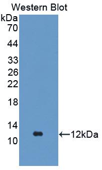 FGA / Fibrinogen Alpha Antibody - Western Blot; Sample: Recombinant protein.
