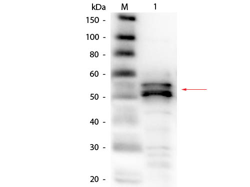 FGA / Fibrinogen Alpha Antibody - Western Blot of Goat anti-Fibrinogen antibody Biotin Conjugated. Lane 1: Fibrinogen (Human Plasma). Load: 50 ng per lane. Primary antibody: Goat anti-Fibrinogen antibody Biotin Conjugated at 1:1,000 overnight at 4°C. Secondary antibody: HRP streptavidin secondary antibody at 1:40,000 for 30 min at RT. Block: MB-070 for 30 minutes at RT. Predicted/Observed size: 56 kDa, 56 kDa for Fibrinogen ß-chain.
