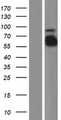 FGA / Fibrinogen Alpha Protein - Western validation with an anti-DDK antibody * L: Control HEK293 lysate R: Over-expression lysate