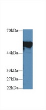 FGB / Fibrinogen Beta Chain Antibody - Western Blot; Sample: Mouse Cerebrum lysate; Primary Ab: 2µg/ml Rabbit Anti-Mouse FGb Antibody Second Ab: 0.2µg/mL HRP-Linked Caprine Anti-Rabbit IgG Polyclonal Antibody