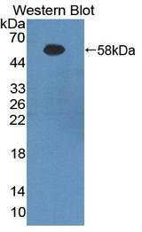 FGB / Fibrinogen Beta Chain Antibody - Western Blot; Sample: Recombinant FGb, Human.