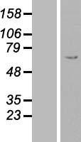 FGB / Fibrinogen Beta Chain Protein - Western validation with an anti-DDK antibody * L: Control HEK293 lysate R: Over-expression lysate