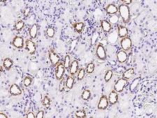 FGD2 Antibody - Immunochemical staining of human FGD2 in human kidney with rabbit polyclonal antibody at 1:300 dilution, formalin-fixed paraffin embedded sections.