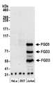 FGD3 Antibody - Detection of human FGD3 by western blot. Samples: Whole cell lysate (50 µg) from HeLa, HEK293T, and Jurkat cells prepared using NETN lysis buffer. Antibody: Affinity purified rabbit anti-FGD3 antibody used for WB at 0.1 µg/ml. Detection: Chemiluminescence with an exposure time of 3 minutes.