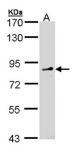 FGD4 Antibody - Sample (30 ug of whole cell lysate). A: Molt-4 . 7.5% SDS PAGE. FGD4 antibody diluted at 1:1000