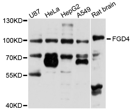 FGD4 Antibody - Western blot analysis of extracts of various cells.