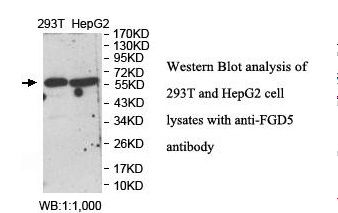 FGD5 Antibody