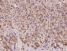 FGD6 Antibody - Immunochemical staining of human FGD6 in human adrenal gland with rabbit polyclonal antibody at 1:500 dilution, formalin-fixed paraffin embedded sections.