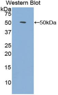 FGF1 / Acidic FGF Antibody - Western blot of recombinant FGF1.  This image was taken for the unconjugated form of this product. Other forms have not been tested.
