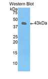 FGF1 / Acidic FGF Antibody - Western blot of recombinant FGF1.  This image was taken for the unconjugated form of this product. Other forms have not been tested.