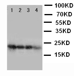 FGF1 / Acidic FGF Antibody - WB of FGF1 antibody. Lane 1: Recombinant Human FGF1 Protein 10ng. Lane 2: Recombinant Human FGF1 Protein 5ng. Lane 3: Recombinant Human FGF1 Protein 2.5ng. Lane 4: SMMC Cell Lysate..
