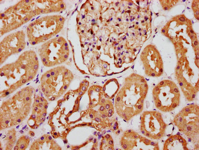 FGF1 / Acidic FGF Antibody - IHC image of FGF1 Antibody diluted at 1:289 and staining in paraffin-embedded human kidney tissue performed on a Leica BondTM system. After dewaxing and hydration, antigen retrieval was mediated by high pressure in a citrate buffer (pH 6.0). Section was blocked with 10% normal goat serum 30min at RT. Then primary antibody (1% BSA) was incubated at 4°C overnight. The primary is detected by a biotinylated secondary antibody and visualized using an HRP conjugated SP system.
