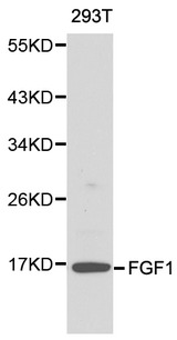 FGF1 / Acidic FGF Antibody - Western blot of FGF1 pAb in extracts from 293T cells.