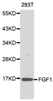 FGF1 / Acidic FGF Antibody - Western blot analysis of 293T cell lysate.