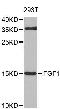 FGF1 / Acidic FGF Antibody - Western blot analysis of extracts of 293T cells, using FGF1 antibody at 1:1000 dilution. The secondary antibody used was an HRP Goat Anti-Rabbit IgG (H+L) at 1:10000 dilution. Lysates were loaded 25ug per lane and 3% nonfat dry milk in TBST was used for blocking. An ECL Kit was used for detection and the exposure time was 20s.