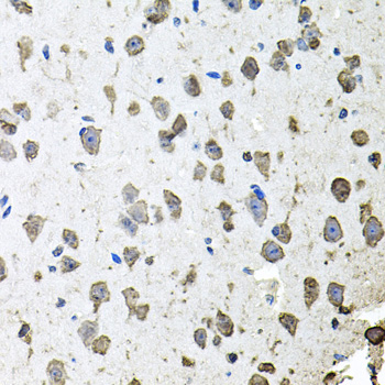 FGF1 / Acidic FGF Antibody - Immunohistochemistry of paraffin-embedded mouse brain using FGF1 antibodyat dilution of 1:100 (40x lens).