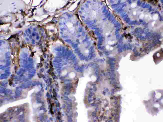 FGF1 / Acidic FGF Antibody - FGF1 was detected in paraffin-embedded sections of mouse intestine tissues using rabbit anti-FGF1 Antigen Affinity purified polyclonal antibody at 1 µg/mL. The immunohistochemical section was developed using SABC method