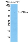 FGF10 Antibody - Western blot of recombinant FGF10.  This image was taken for the unconjugated form of this product. Other forms have not been tested.