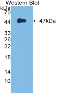 FGF10 Antibody - Western Blot; Sample: Recombinant protein.