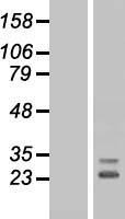 FGF10 Protein - Western validation with an anti-DDK antibody * L: Control HEK293 lysate R: Over-expression lysate