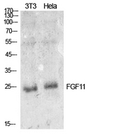 FGF11 / FGF-11 Antibody - Western Blot analysis of extracts from NIH-3T3, Hela cells using FGF11 Antibody.