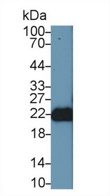 FGF12 Antibody - Western Blot; Sample: Mouse Cerebrum lysate; Primary Ab: 1µg/ml Rabbit Anti-Human FGF12 Antibody Second Ab: 0.2µg/mL HRP-Linked Caprine Anti-Rabbit IgG Polyclonal Antibody