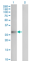 FGF12 Antibody - Western blot of FGF12 expression in transfected 293T cell line by FGF12 monoclonal antibody (M10), clone 1D9.