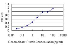 FGF12 Antibody - Detection limit for recombinant GST tagged FGF12 is approximately 0.1 ng/ml as a capture antibody.