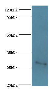 FGF13 Antibody - Western blot. All lanes: Fibroblast growth factor 13 antibody at 3 ug/ml+rar brain tissue. Secondary antibody: Goat polyclonal to rabbit at 1:10000 dilution. Predicted band size: 28 kDa. Observed band size: 28 kDa Immunohistochemistry.