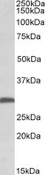 FGF13 Antibody - FGF13 antibody (0.5 ug/ml) staining of Mouse Brain lysate (35 ug protein in RIPA buffer). Primary incubation was 1 hour. Detected by chemiluminescence.