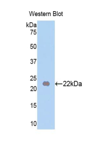 FGF13 Antibody - Western blot of recombinant FGF13.  This image was taken for the unconjugated form of this product. Other forms have not been tested.