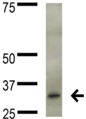 FGF13 Antibody - Detection of FGF13 in rat brain lysate with FGF13 Monoclonal Antibody at 5ug/ml.